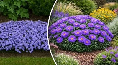 Как вырастить цветы там, где ничего не растет: советы экспертов