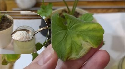 Всього одна ложка — і листя зазеленіє: як приготувати ефективну підгодівлю