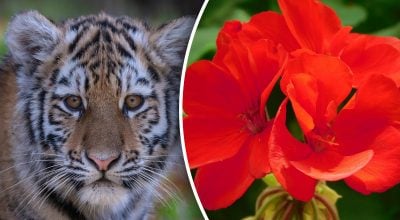 Китайський гороскоп на завтра