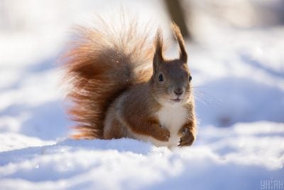 Потепління вже на порозі: коли в Україні пригріє до +5 градусів