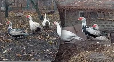 Больше мяса и едят меньше: какие утки наиболее выгодны для хозяйства