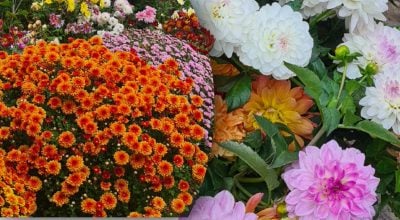 На яких квітах можна заробити?