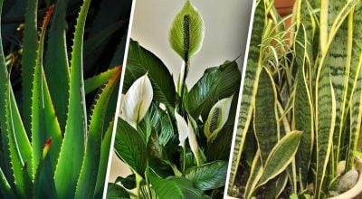 Кімнатні рослини, які притягують щастя