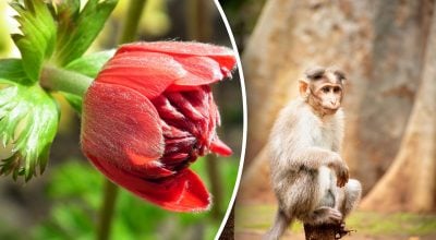 Китайский гороскоп на завтра 6 февраля: Обезьянам - страх, Свиньям - тревога