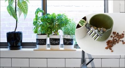 Кімнатні квіти 