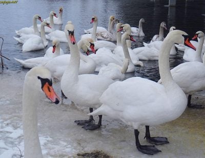 Прогноз погоди у Рівному та області на 6 лютого