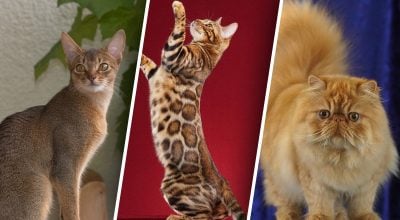 Які коти не вимагають від власників багато уваги: топ-5 порід