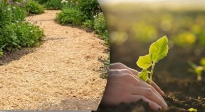 Жменя тирси — і коріння як у джунглях: метод, який здивував городників