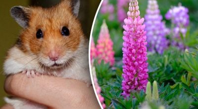 Китайський гороскоп на завтра