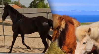 Стоячий сон коней