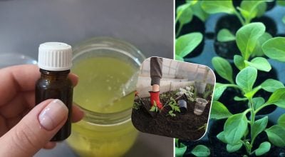 Рассада потолстеет на глазах: садовод раскрыла секрет бабушкиного метода