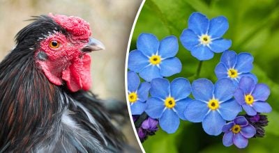 Китайський гороскоп на завтра