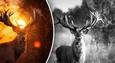 "Заради наживи, заради грошей": під Києвом вбито оленя з найбільшими в Україні рогами