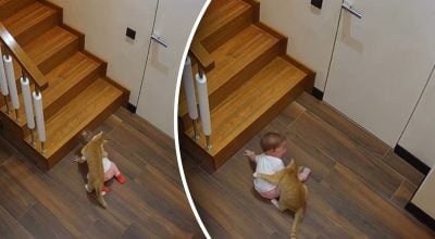 Кішка побачила, як дитина наближалась до сходів: її реакція вразила всіх