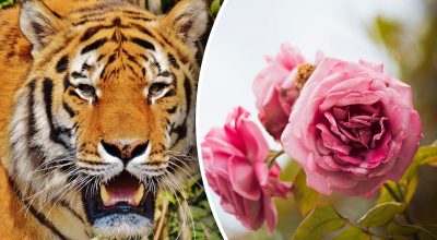 Китайський гороскоп на завтра