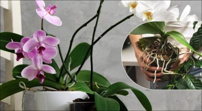 Одно действие — и орхидея зацветет на месяцы: проверенный метод