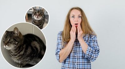 Кіт жінки безслідно зник: через 10 років їй зателефонували і розповіли правду