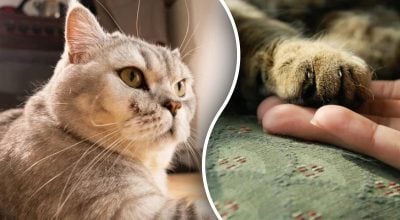 Як зрозуміти, що кіт вас поважає і любить: 7 безпомилкових ознак