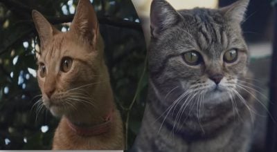 Почему кот кричит на птиц