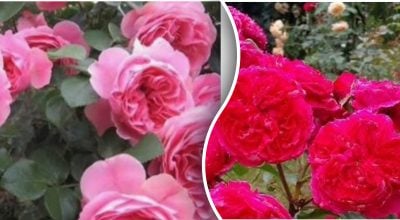 Невибагливі троянди для саду