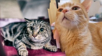 Як правильно вибачитись перед котом - секретна формула ветеринарів з трьох букв