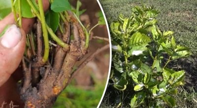 Як позбутися від порослі раз і назавжди