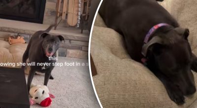 Собаку після чотирьох повернень забрали з притулку: реакція тварини розчулила