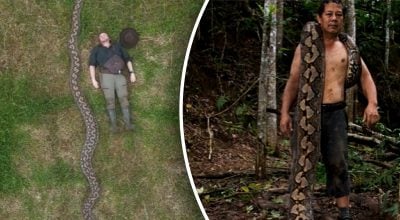 Найдовша змія в історії: у Книзі рекордів Гіннеса показали дикого гіганта