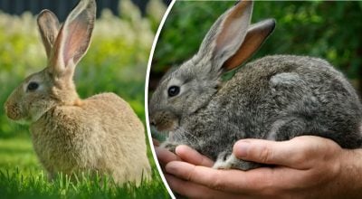 Голова на 360° і "вічні" зуби: факти про кроликів, про які не говорять