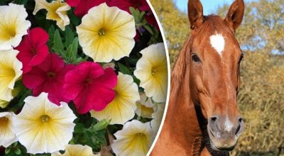 Китайський гороскоп на завтра