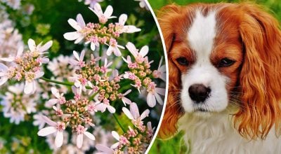 Китайский гороскоп на завтра 13 февраля: Кроликам - испытания, Собакам - лень