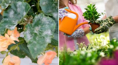 Білий наліт на листі: чим небезпечна борошниста роса і як врятувати рослини