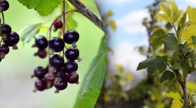 Что нужно сделать с кустами смородины ранней весной: уход для большого урожая