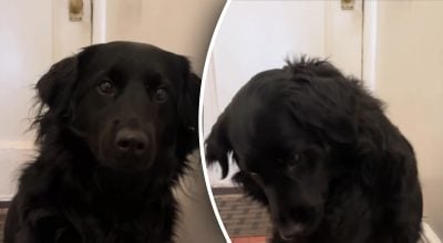 австралийская овчарка