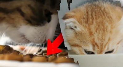 В Україні розгорівся гучний скандал через корм для котів: що кажуть ветеринари