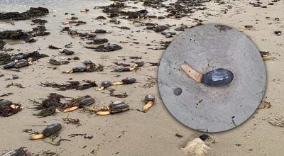 Редкие  одноногие  существа напугали местных: что выбросил шторм на побережье Британии (фото)