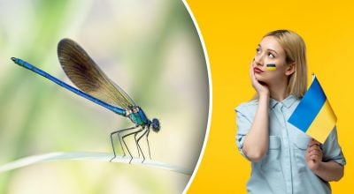 Забуте милозвучне слово: як українською насправді називається "стрекоза"