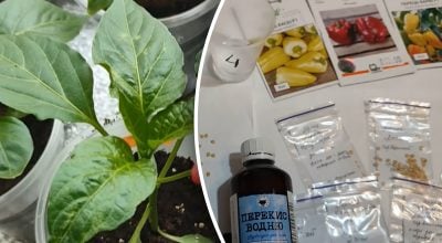 Семена взойдут быстрее: простой метод без дорогих стимуляторов