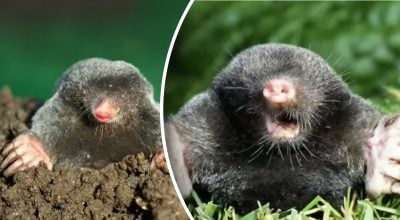 Як прогнати з ділянки крота?