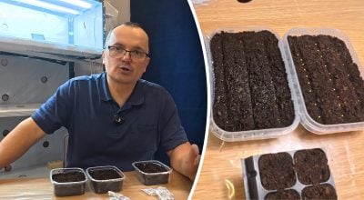 Зацвітуть уже в травні: які квіти варто сіяти на розсаду вже зараз