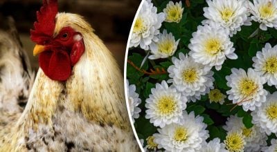 Китайський гороскоп на завтра