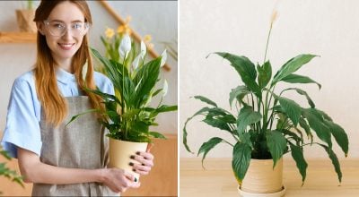 Спатіфілум