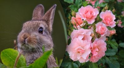 Китайський гороскоп на завтра