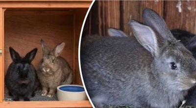 Чому кролики не ростуть?