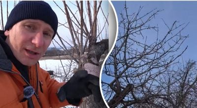 Омолодження старого саду: скільки гілок можна зрізати