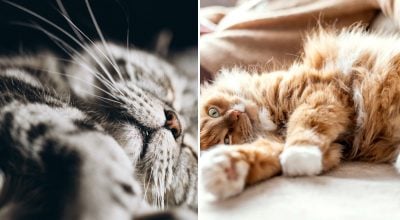 Річ не в пошуку тепла: чому насправді коти постійно займають місце господаря