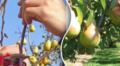 Груша росте, але не родить: помилка, яку роблять майже всі садівники