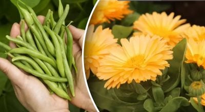 Що посадити поряд для подвійного врожаю: перевірені поєднання культур