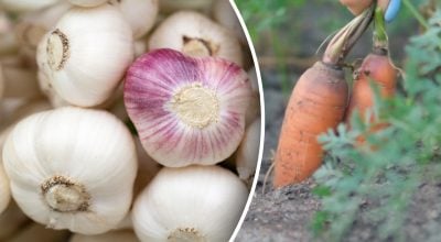 Що посадити поруч з часником: найкращі сусіди для великого врожаю