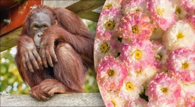 Китайський гороскоп на завтра